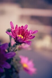 雏菊