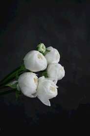 白色玫瑰