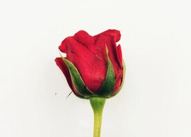 玫瑰花