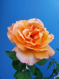 玫瑰