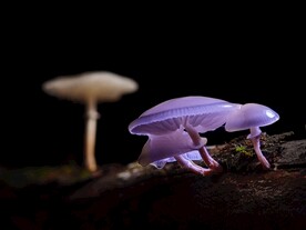 野蘑菇