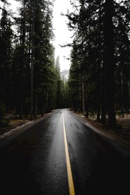 树林中的公路