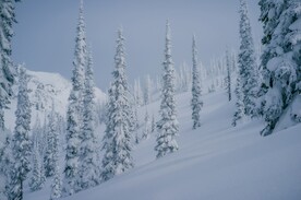 雪山松树