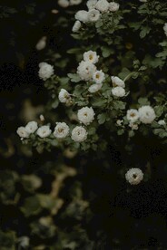 盛开的花