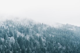 雪松