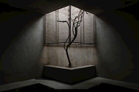 庭院绿植