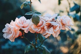 霜降的花