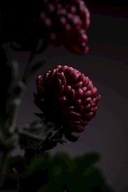 红色菊花