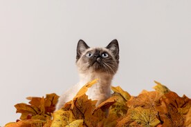 暹罗猫