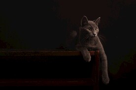 蓝猫