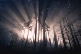 树林风景壁纸 