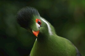 蕉鹃
