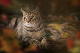 猫