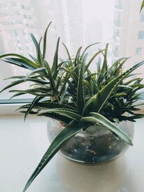 芦荟