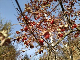 山茱萸