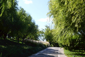公园风景 