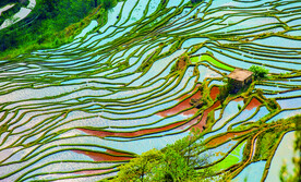 元阳哈尼梯田风光