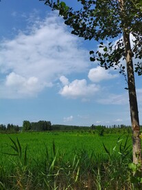 稻田风景