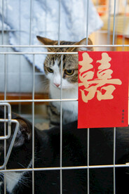 婚礼小猫