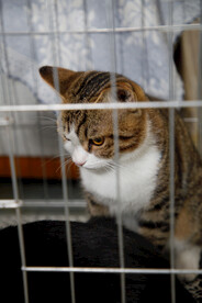 婚礼小猫