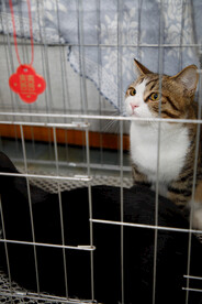 婚礼小猫