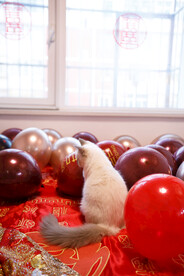 婚礼 小猫