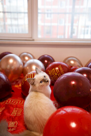 婚礼 小猫