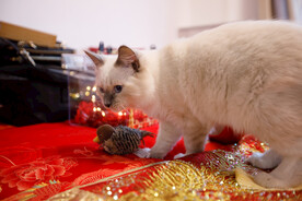 婚礼 小猫