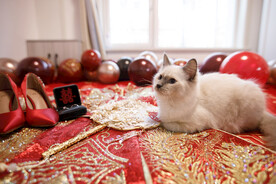 婚礼 小猫