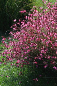 山桃草