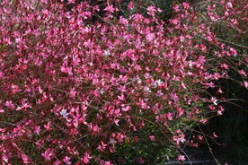 山桃草 