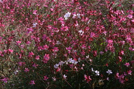 山桃草 