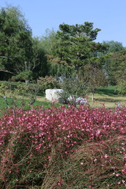 山桃草 