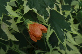 风铃花