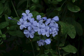 蓝雪花 
