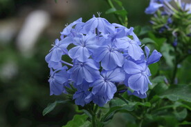 蓝雪花 