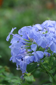 蓝雪花 