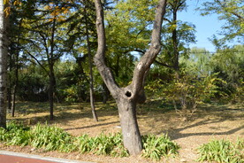 公园风景  