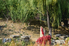 地锦红叶