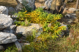 公园风景 