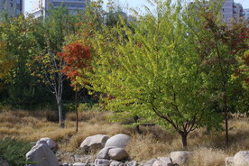 莲花池风景