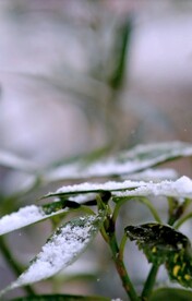 雪落树叶