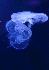 水母