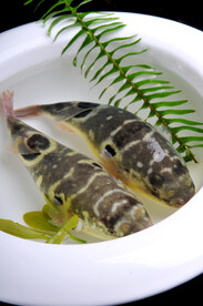 河豚