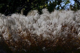 芒草风景