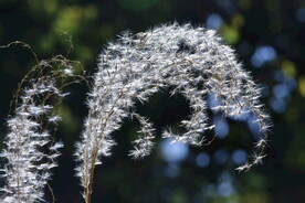 芒草风景 