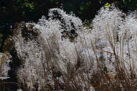 芒草风景 