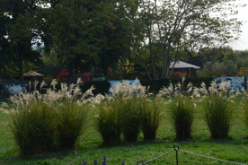 公园风景 