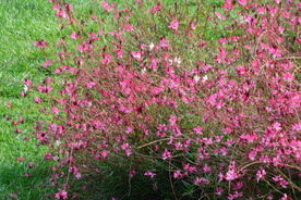 山桃草