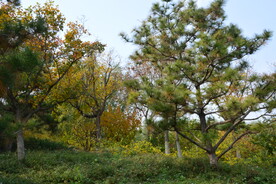 公园风景